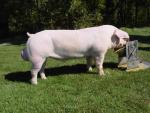 American Landrace | Pig | Pig Breeds